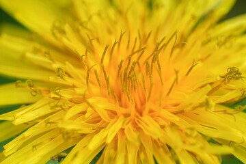 Macro photography of common dandelion Taraxacum officinale flower head showing vibrant yellow petals and intricate details © Henk