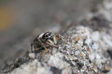 Fototapeta premium Close-up of a jumping zebra spider, Salticus scenicus, Salticidae resting on rough stone ground in natural daylight with sharp focus and detail