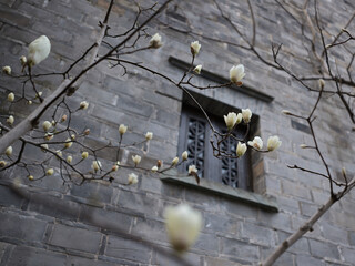 An old gray-brick residence with white magnolia blossoms in the garden, China © viabadalona