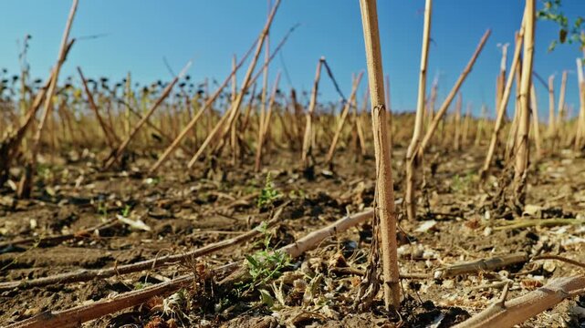 A ground-level close-up shows a green weed growing on dry soil among cut sunflower stubble in an agricultural field under bright daylight.