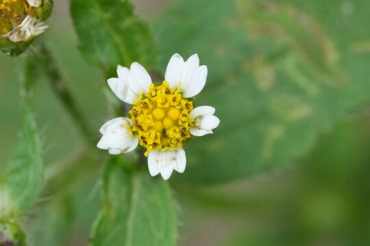 Close-up of a Shaggy soldier Galinsoga quadriradiata flower with white petals and yellow center surrounded by lush green foliage