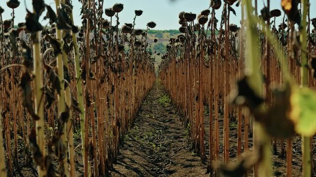 A low-angle ground-level shot captures symmetrical rows of mature dried sunflowers standing in an agricultural field under bright daylight.