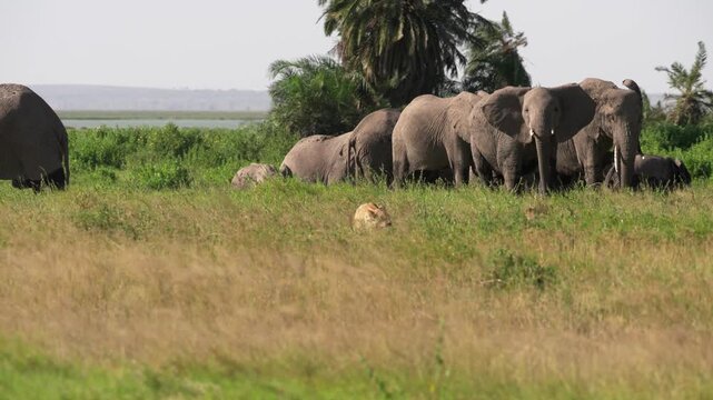 アフリカゾウの群れとライオンが対峙するサバンナの草原、ケニア・アンボセリ国立公園（African Elephant Herd and Lions in Amboseli National Park, Kenya）