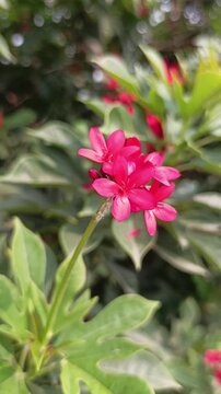 Close-up video of pink Jatropha integerrima flowers and green leaves gently swaying in the natural breeze, with peaceful ambient bird sounds in the background.