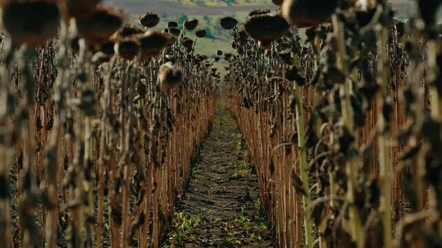 A low-angle ground-level shot captures symmetrical rows of mature dried sunflowers standing in an agricultural field under bright daylight.