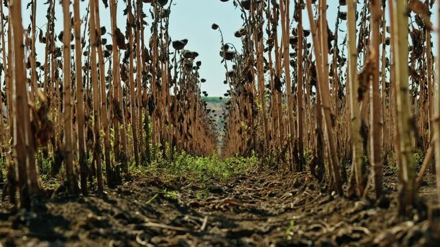 A low-angle ground-level shot captures symmetrical rows of mature dried sunflowers standing in an agricultural field under bright daylight.