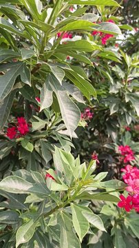 Close-up video of pink Jatropha integerrima flowers and green leaves gently swaying in the natural breeze, with peaceful ambient bird sounds in the background.