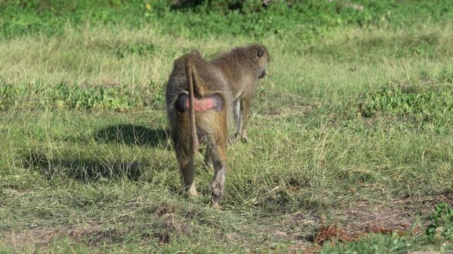 アンボセリ国立公園の草原を歩く2頭のヒヒ、発情した雌のサル（Baboons Walking in Amboseli National Park, Kenya）