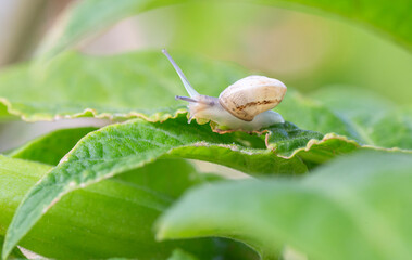 Garden Snail Crawling on a Green Leaf © Fernando Serrano