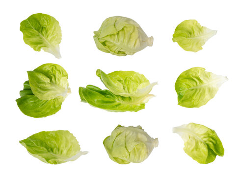 Romaine lettuce salad isolated. Cos green leaves, fresh romain salat head, raw cabbage