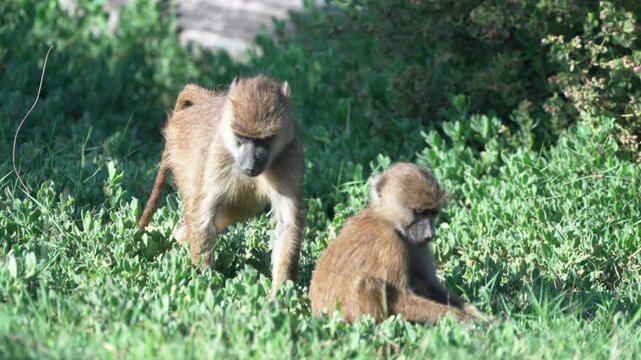 アンボセリ国立公園の草地でくつろぐキイロヒヒの群れ、毛づくろいする野生のヒヒ（Yellow Baboons Grooming in Amboseli National Park, Kenya）