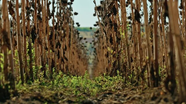 A low-angle ground-level shot captures symmetrical rows of mature dried sunflowers standing in an agricultural field under bright daylight.