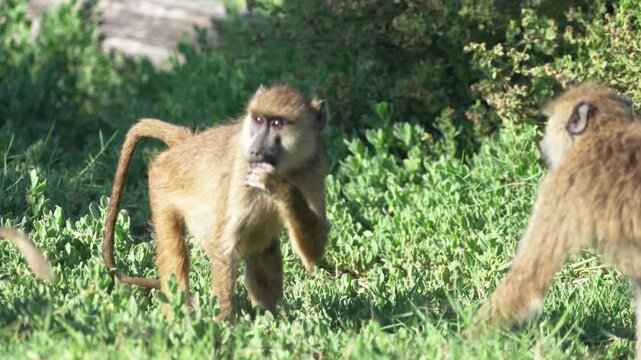 アンボセリ国立公園の草原で戯れるキイロヒヒの親子（Yellow Baboons Playing in Amboseli National Park, Kenya）