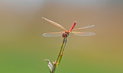 A close-up macro shot of a male red-veined darter dragonfly (Sympetrum fonscolombii) perched on a green plant stem. Photographed in its natural habitat near the shore of Kabakli Pond (Kabaklı Göleti)  © selim