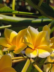 Yellow plumeria frangipani flowers in bright tropical garden sunlight © Genzign
