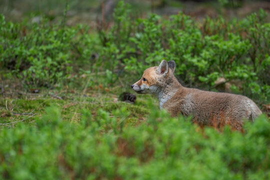 Young red fox cub Vulpes vulpes running through a mossy forest floor behind green bushes.