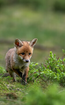 Young red fox cub Vulpes vulpes running through a mossy forest floor behind green bushes.