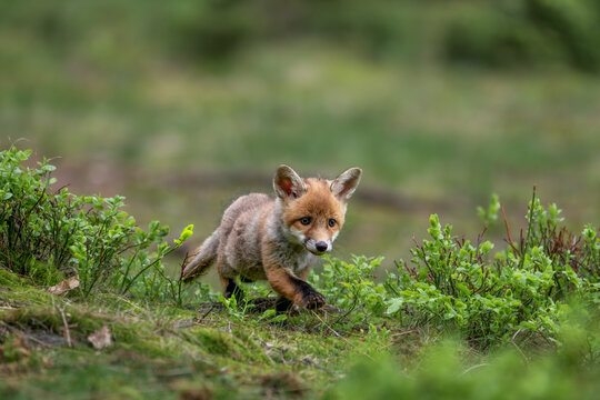 Young red fox cub Vulpes vulpes running through a mossy forest floor behind green bushes.