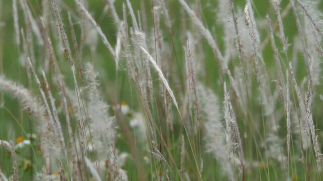 White Cogon Grass Flowers Blowing in the Wind in Field