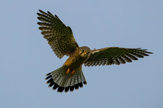 A common Eurasian kestrel (Falco tinnunculus) hovering in mid-air with outstretched wings against a clear sky