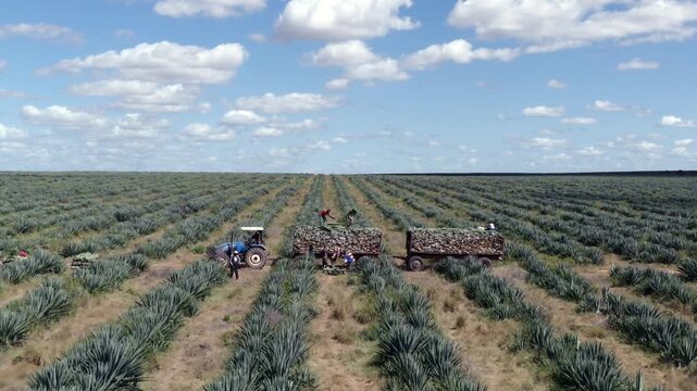 Aerial view of sisal harvest in Voi, Kenya.
