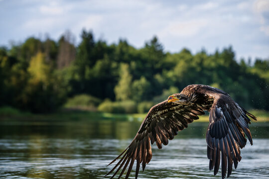 Young bald eagle Haliaeetus leucocephalus flying low over water surface with green forest background.