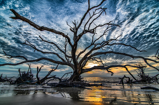 SSkeletal driftwood tree standing on Jekyll Island beach