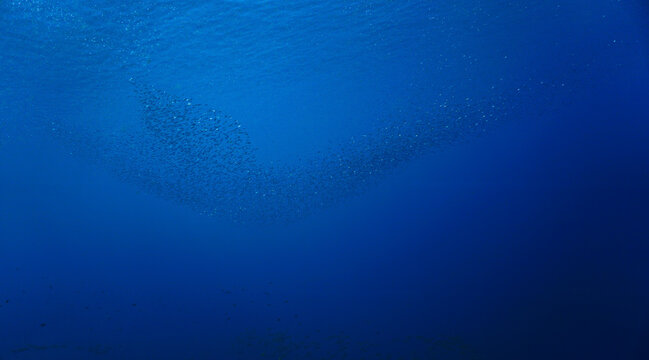 School of small fish in the blue ocean in rays of sunlight. Underwater photo - Scuba diving art.