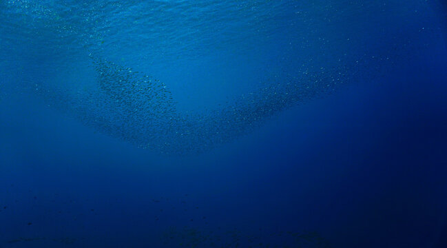 School of small fish in the blue ocean in rays of sunlight. Underwater photo - Scuba diving art.