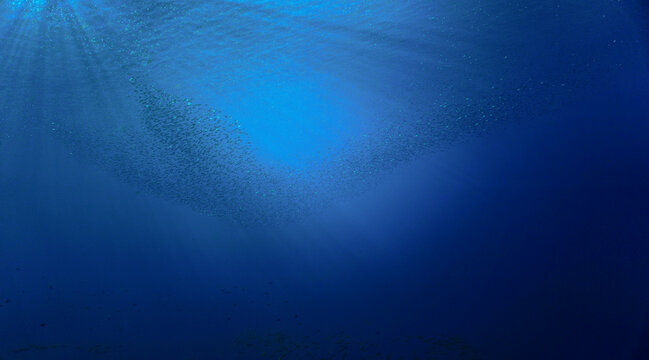 School of small fish in the blue ocean in rays of sunlight. Underwater photo - Scuba diving art.