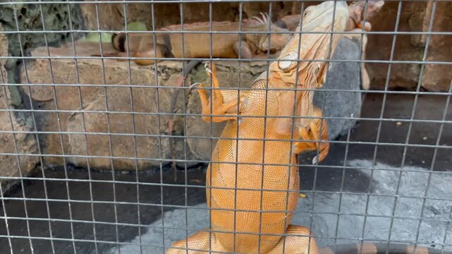 Yellow albino iguana climbing wire mesh cage in zoo enclosure