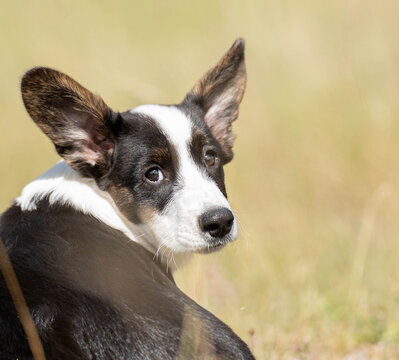 Close-up portrait of a Corgi puppy seen from behind, turning its head to look back at the camera. A charming image capturing curiosity, expression and playful puppy personality.