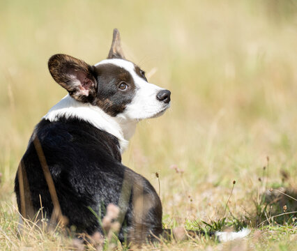 Corgi puppy sitting with its back to the camera and looking back on a sunny summer day. Natural outdoor dog portrait with copy space and a relaxed summer atmosphere.