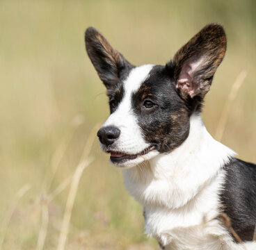 Close-up portrait of a Corgi puppy with a warm yellow background. Detailed headshot highlighting the puppy&rsquo;s expressive face, gentle expression and adorable appearance.