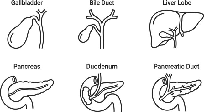 Human digestive system organ line icon set. Includes gallbladder, bile duct, liver lobe, pancreas, duodenum, and pancreatic duct. Minimal vector outline icons for medical and educational use.