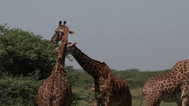 セレンゲティ国立公園のサバンナでアカシアの葉を食べる2頭のマサイキリン（Masai Giraffes in Serengeti, Tanzania）