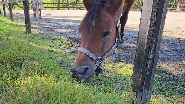 A close-up view of a brown horse wearing a halter peacefully grazing on green grass beside a weathered wooden fence, capturing rural farm life, calm nature, and gentle animal behavior in daylight.