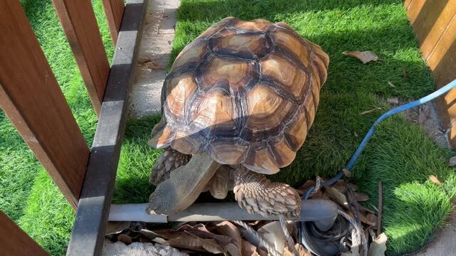 Large African spurred tortoise sulcata walking on green grass outdoors