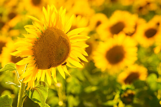 Field of blooming sunflowers, Provence France.