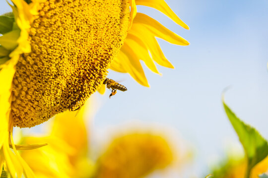 Close up of yellow sunflower with honey bee working collecting pollen. Provence in France.