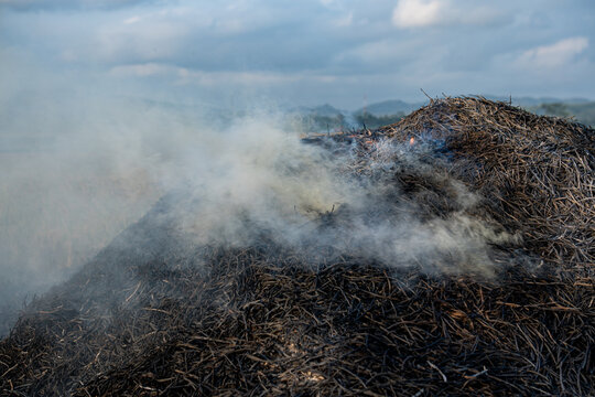 agricultural waste burning for biochar production. Traditional burning of rice husks for natural fertilizer, high angle view of charred agricultural husks and smoke, farming ecology and soil health.