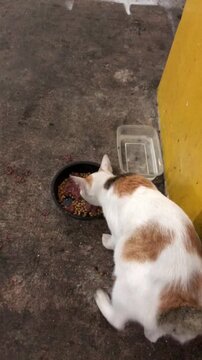 A calico cat eating dry food from a bowl on the ground.