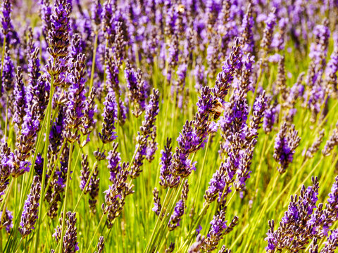 Lavender fields in bloom in Provence