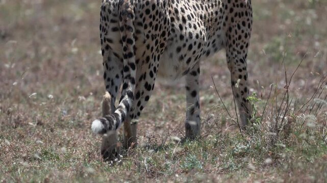 セレンゲティ国立公園のサバンナを歩くチーターの後ろ姿と尾のクローズアップ（Cheetah Walking in Serengeti National Park）