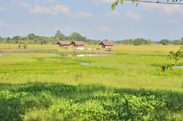 Landscape and villages on Majuli (also spelled Majoli)  the largest river island in Assam and the world's largest inland river island, a state in Northeast India.  © robnaw