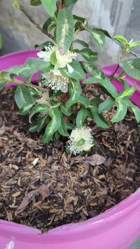 variegated guava plant growing in a pink pot with blooming white flowers and textured leaves in a garden setting