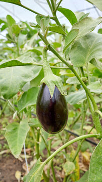 Organically grown eggplant, selective focus.