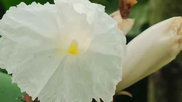 Macro shot of white flower