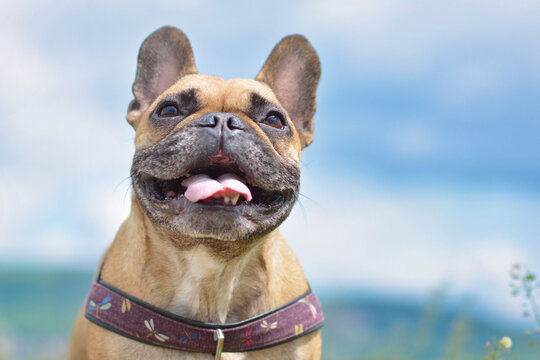 Cute happy French bulldog panting with funny face expression against blue sky