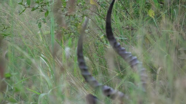 セレンゲティ国立公園の草むらに隠れるインパラの雄、湾曲した角が草の間から覗く（Impala Antelope Horns in Tall Grass, Serengeti National Park, Tanzania）